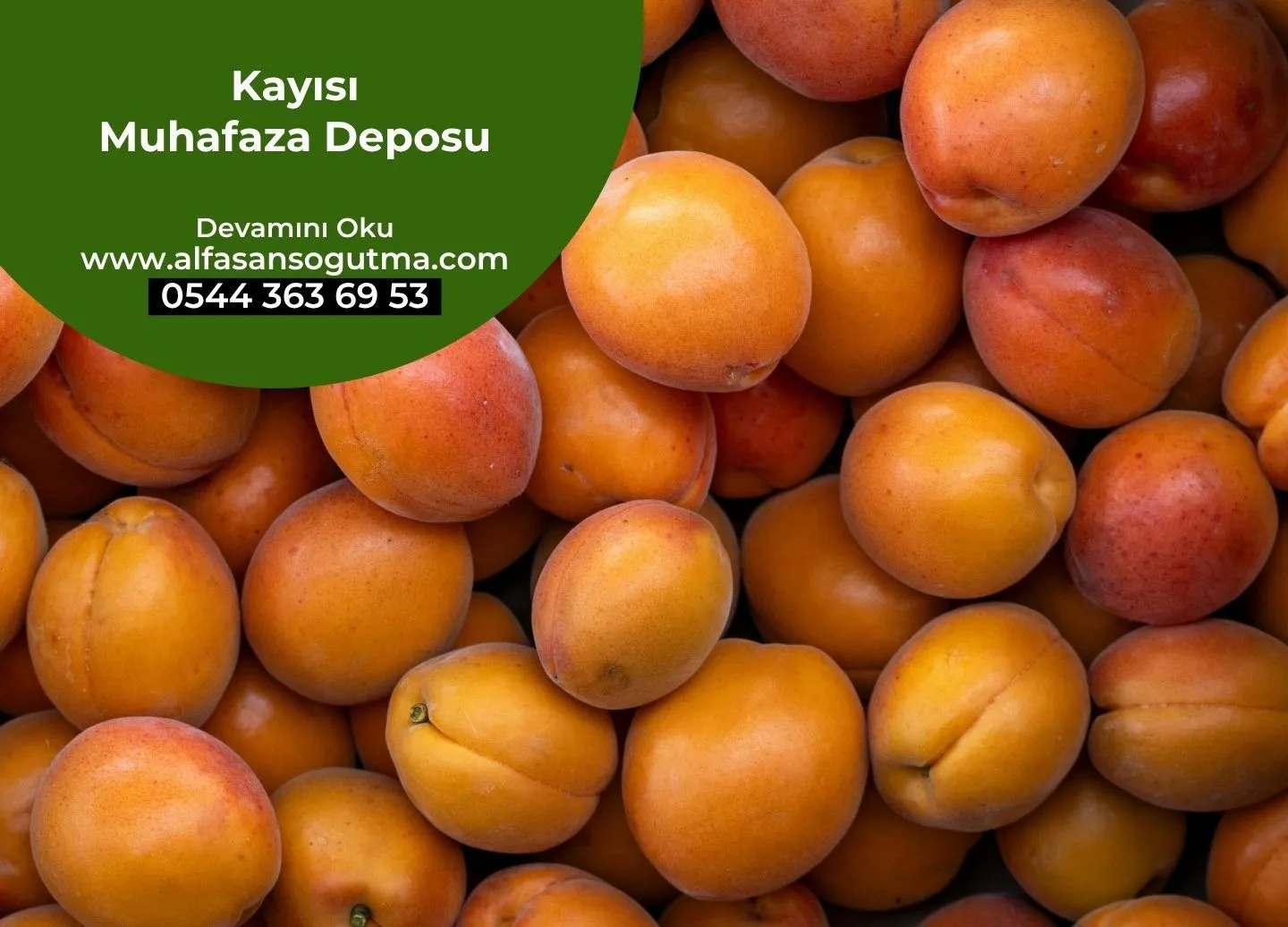 Kayısı Muhafaza Deposu