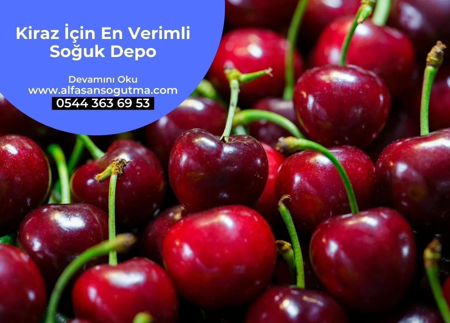 Kiraz İçin En Verimli Soğuk Depo