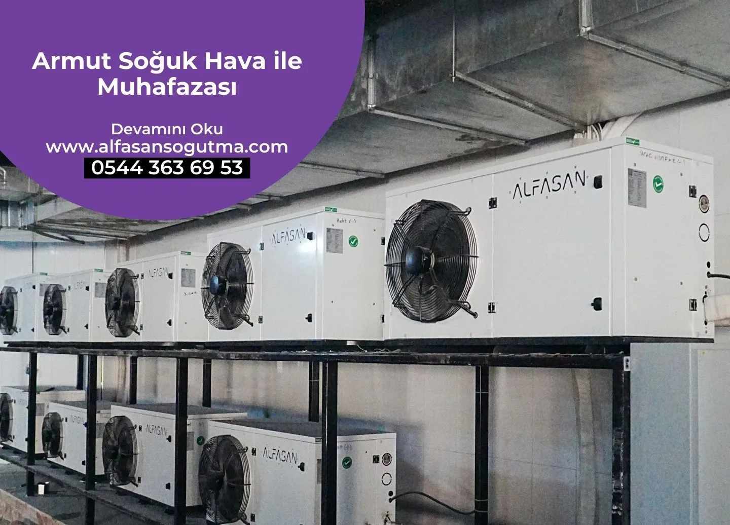 Armut Soğuk Hava ile Muhafazası