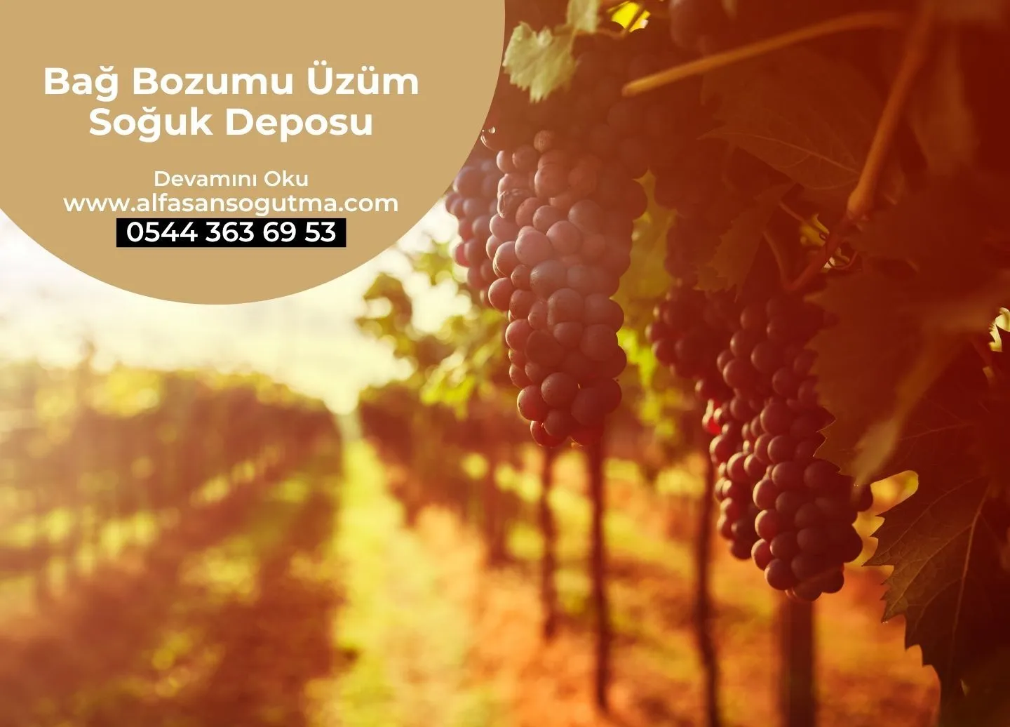 Bağ Bozumu Üzüm Soğuk Deposu