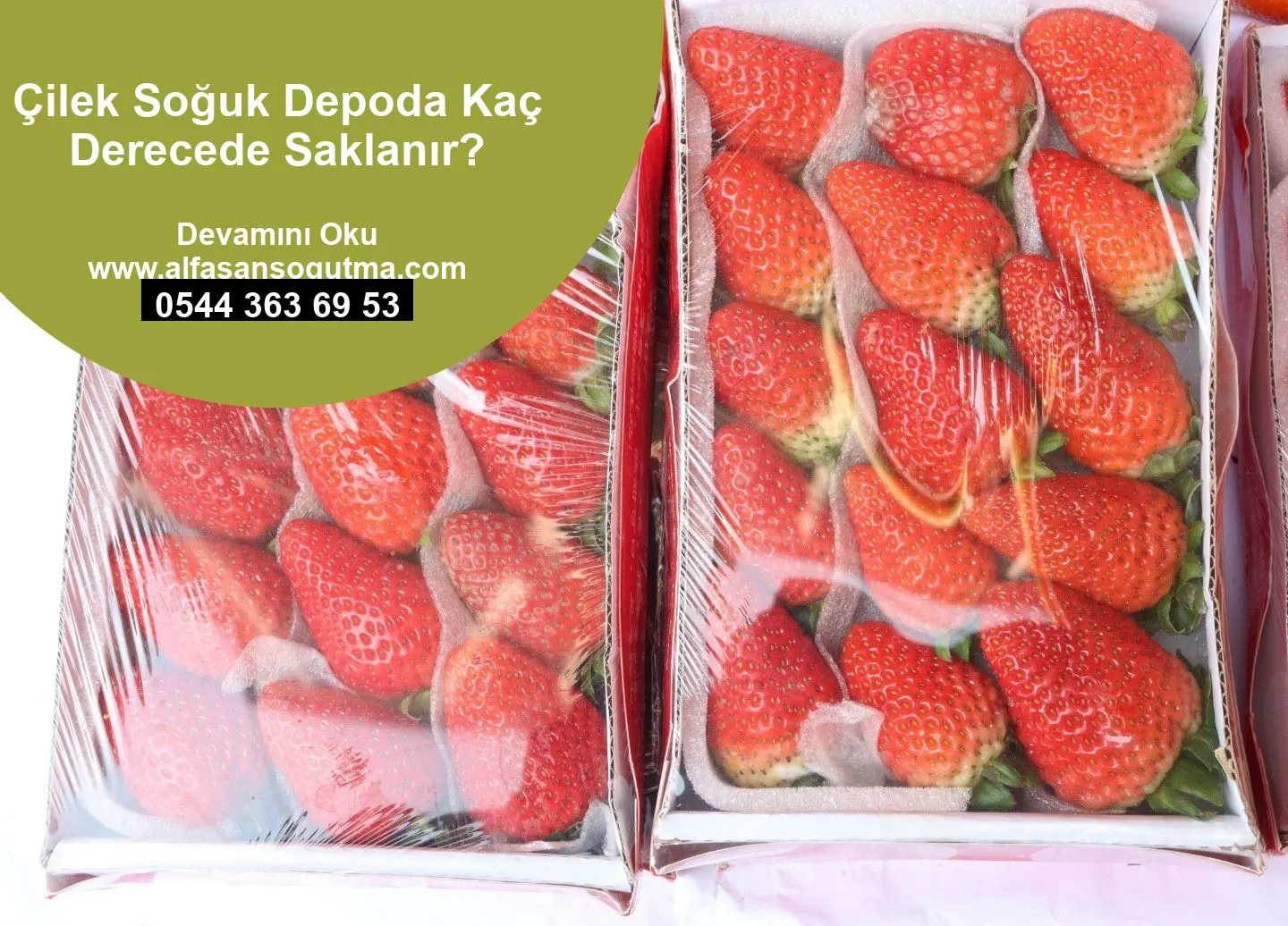Çilek Soğuk Depoda Kaç Derecede Saklanır?