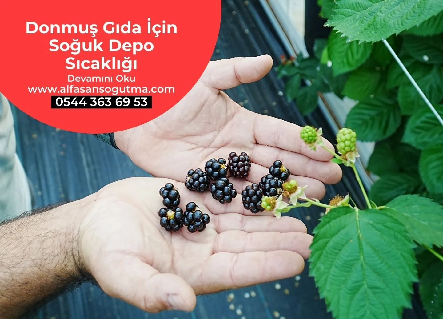 Donmuş Gıda İçin Soğuk Depo Sıcaklığı