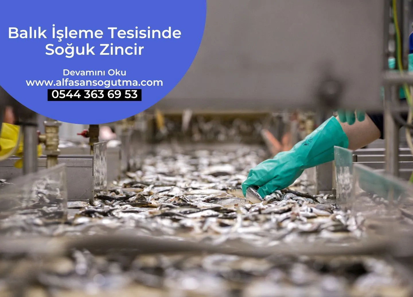 Balık İşleme Tesisinde Soğuk Zincir