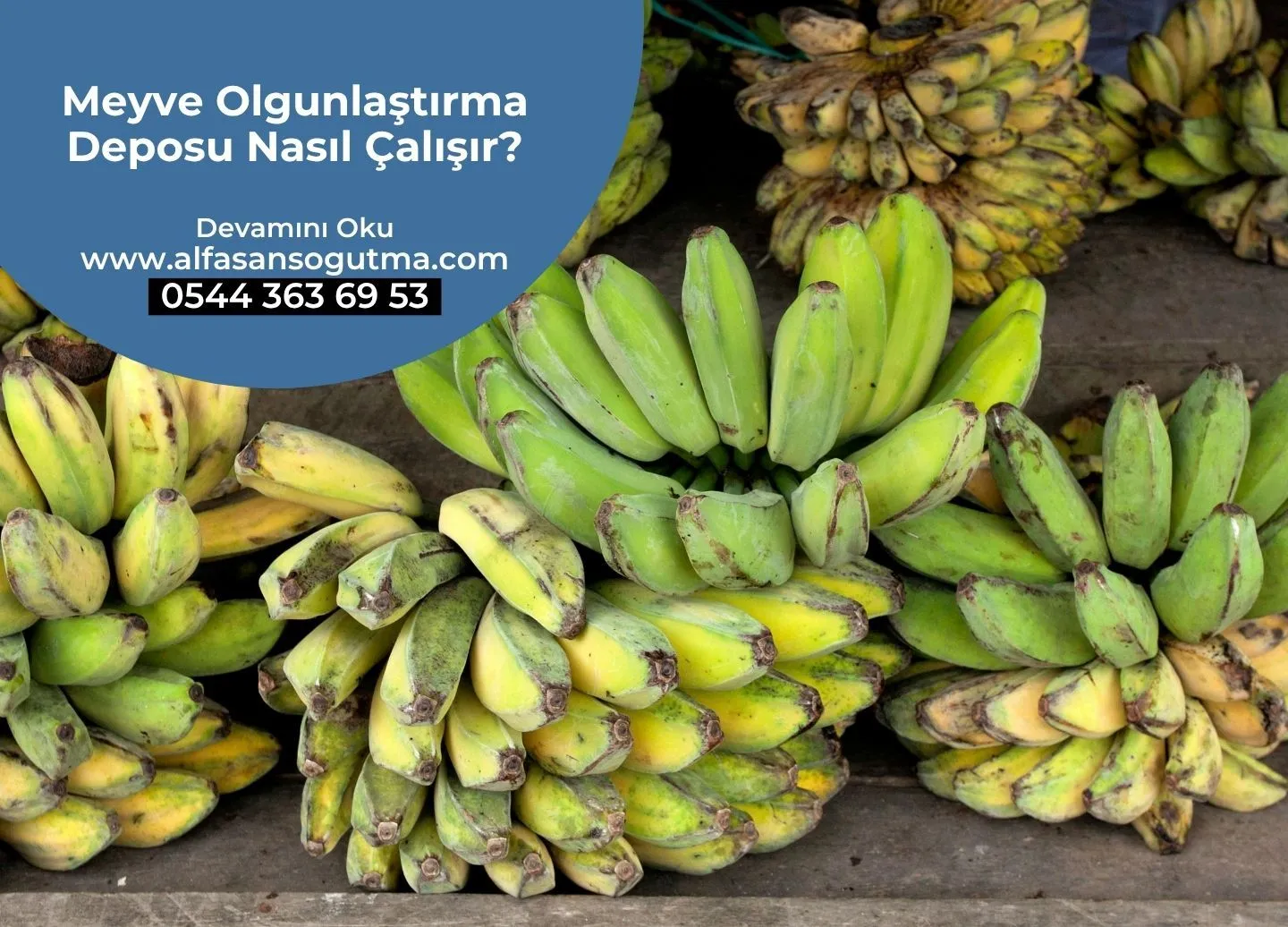 Meyve Olgunlaştırma Deposu Nasıl Çalışır?