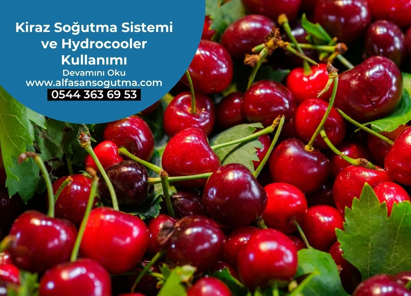 Kiraz Soğutma Sistemi ve Hydrocooler Kullanımı