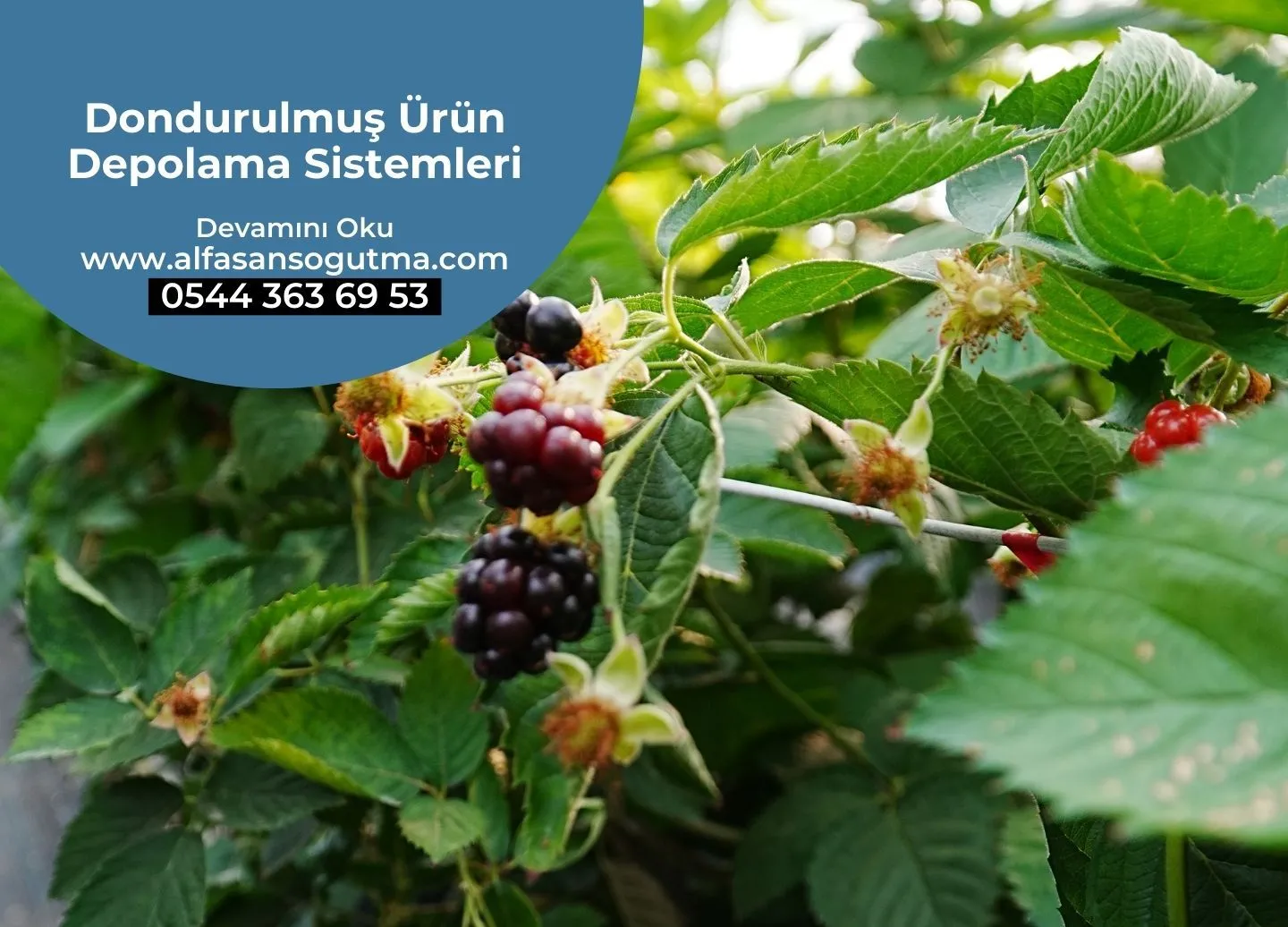 Dondurulmuş Ürün Depolama Sistemleri