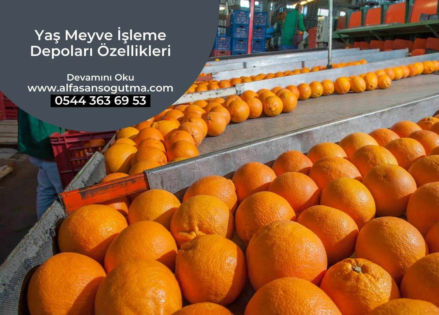 Yaş Meyve İşleme Depoları Özellikleri