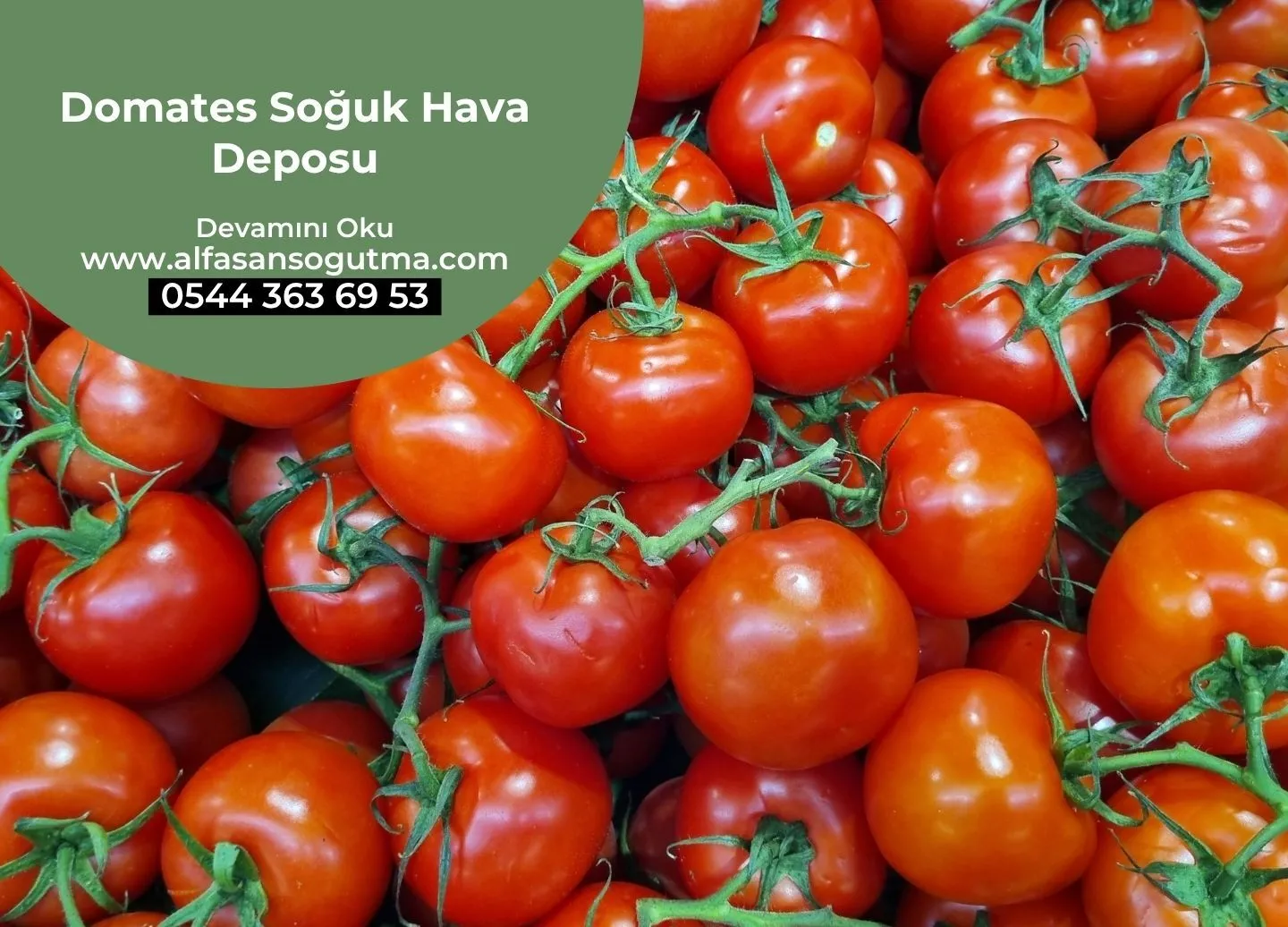 Domates Soğuk Hava Deposu