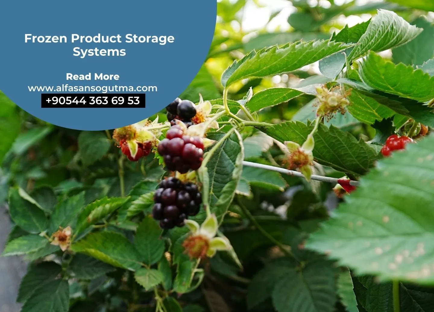 Frozen Product Storage Systems