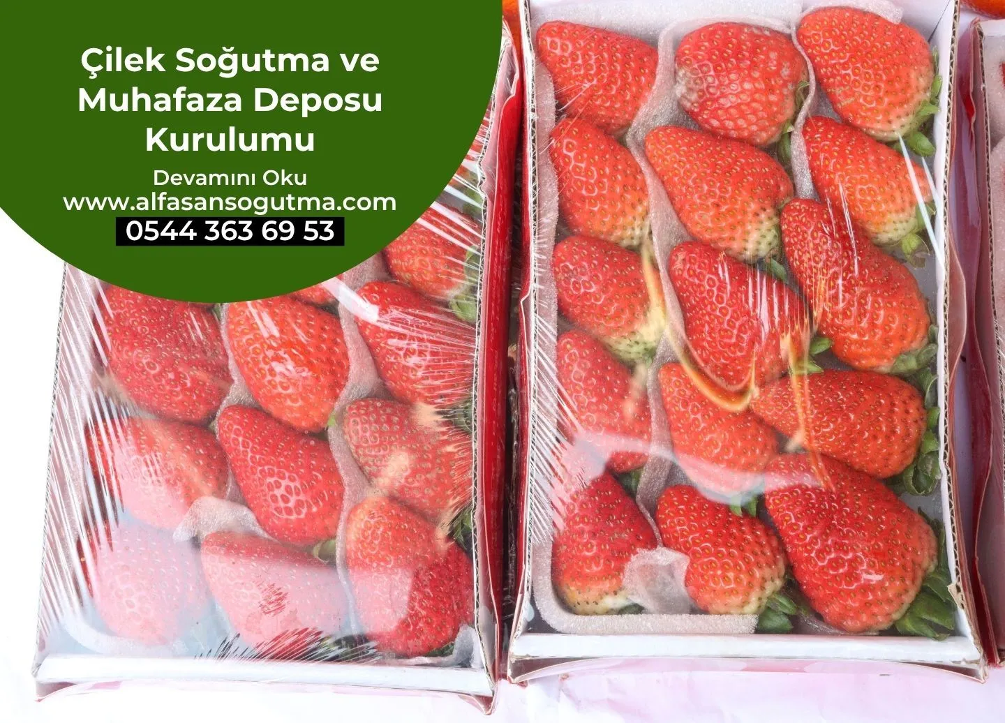 Çilek Soğutma ve Muhafaza Deposu Kurulumu