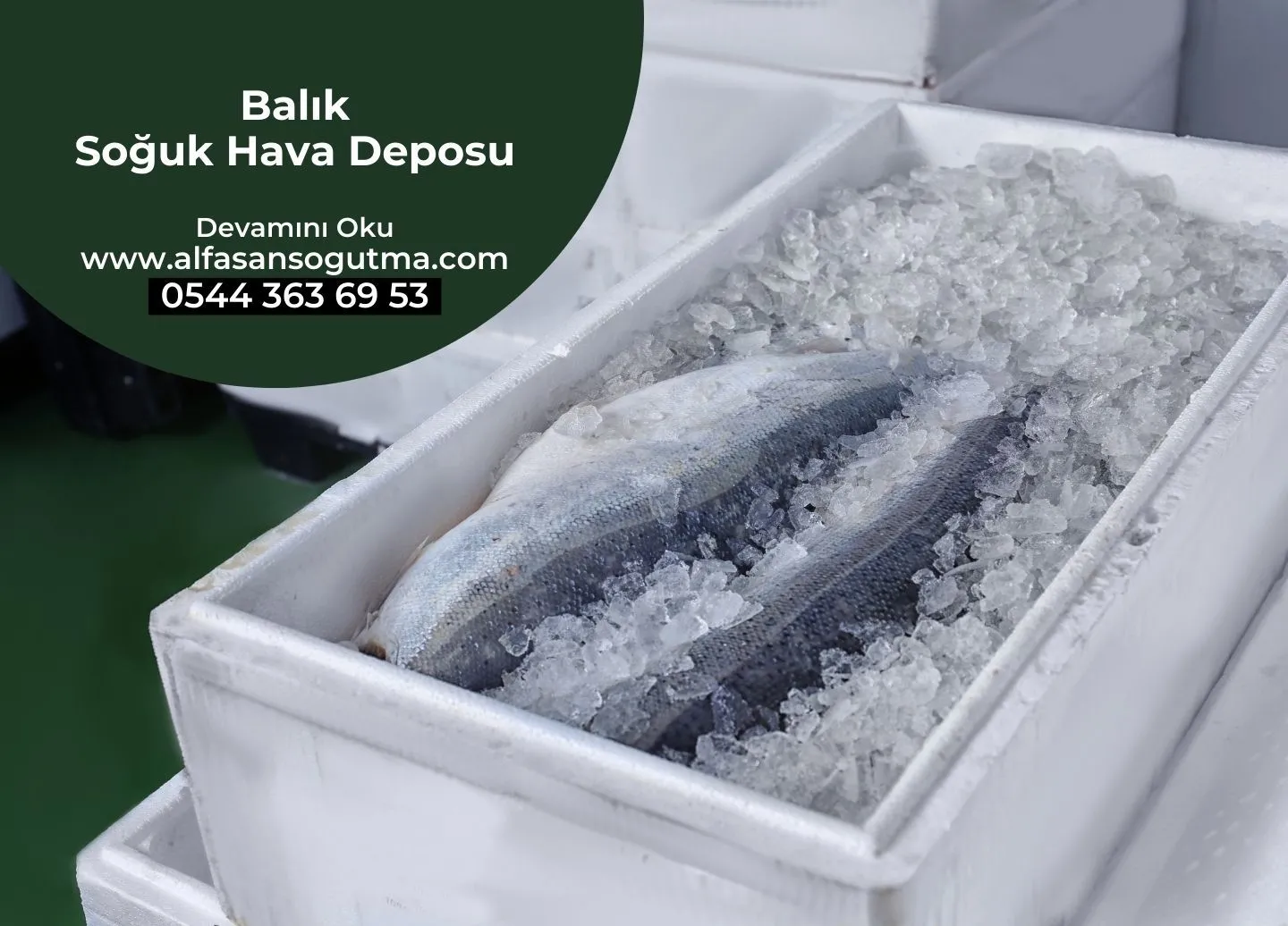  Balık Soğuk Hava Deposu