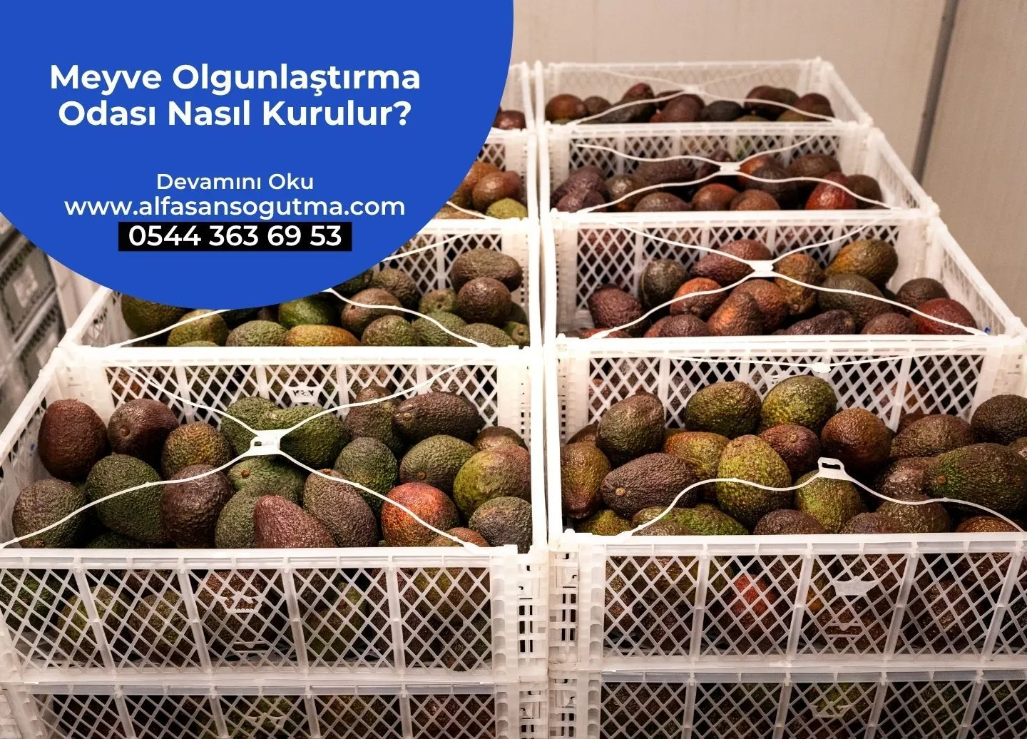 Meyve Olgunlaştırma Odası Nasıl Kurulur?