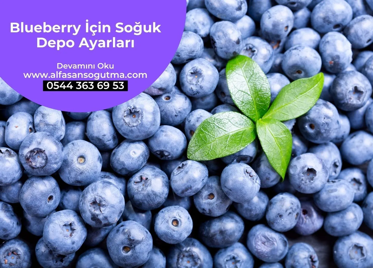 Blueberry İçin Soğuk Depo Ayarları