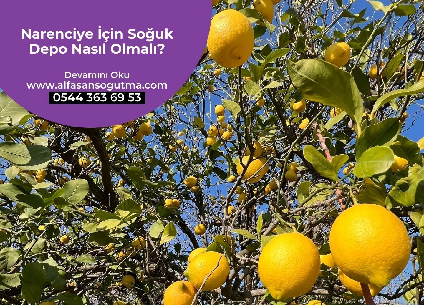 Narenciye İçin Soğuk Depo Nasıl Olmalı?
