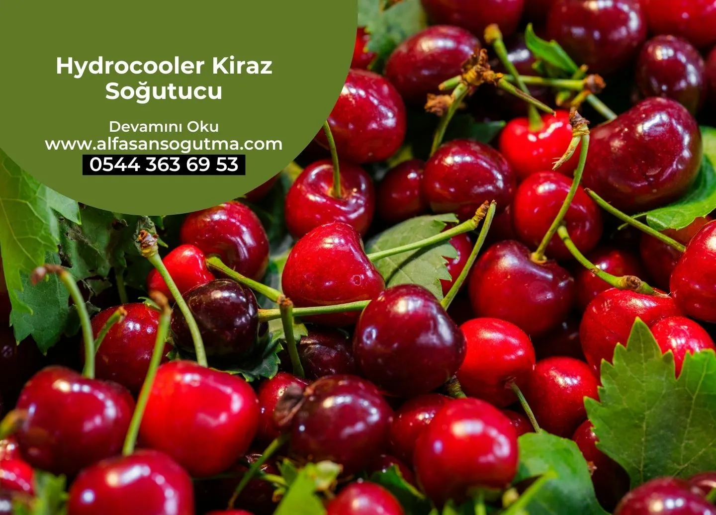 Hydrocooler Kiraz Soğutucu