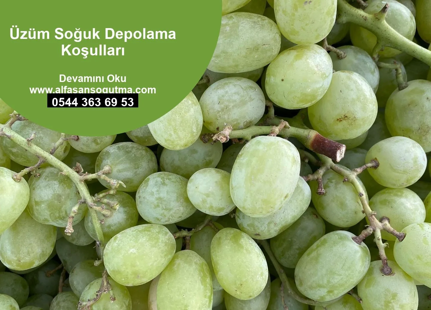 Üzüm Soğuk Depolama Koşulları
