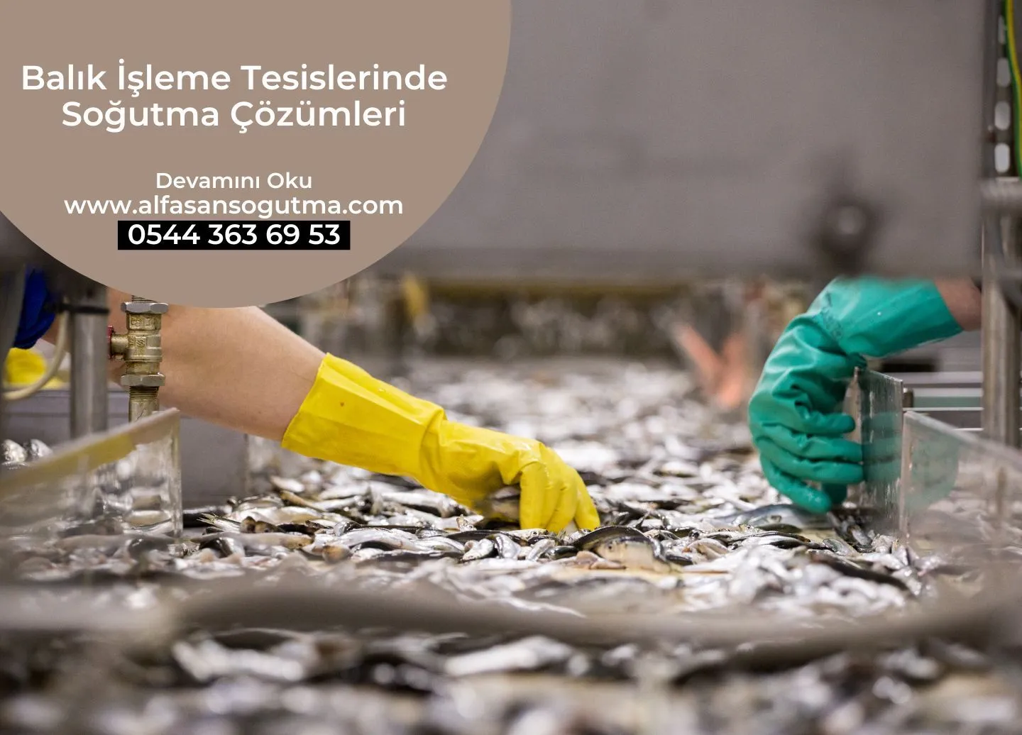 Balık İşleme Tesislerinde Soğutma Çözümleri